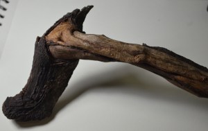 My subject for this drawing exercise, a tree branch