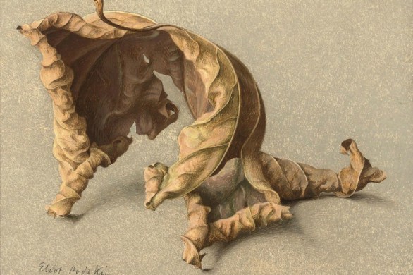 Eliot Horgkin Large Leaf 2 Tempera on Card