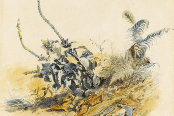 Study of Plants, Ariccia Watercolour, over traces of a pencil underdrawing.