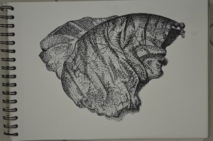 Exercise - Stipples and Dots, Finished Drawing