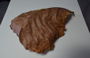 Exercise - Stipples and Dots, Leaf Subject