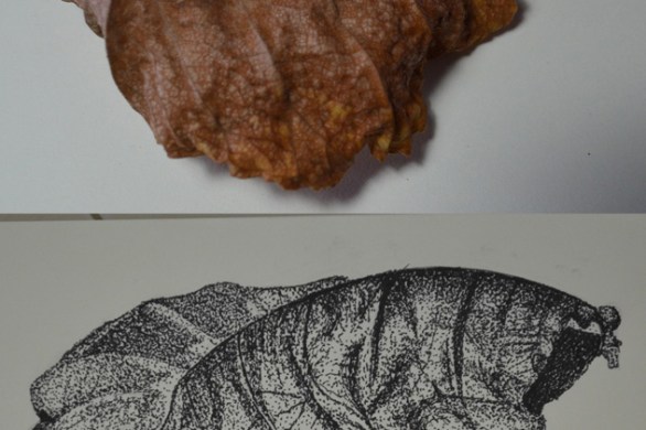 Exercise: Stipples and Dots Finished