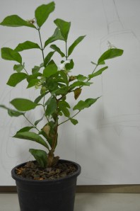 My Subject - Jasmine