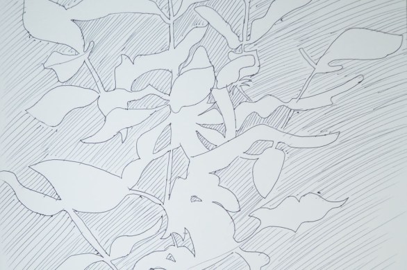 Drawing Negative Space in a Plant 2nd Attempt