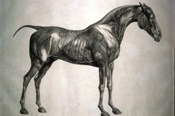 George Stubbs an engraving from The Anatomy of the Horse