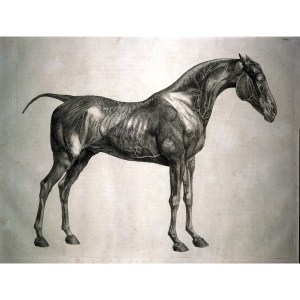 George Stubbs an engraving from The Anatomy of the Horse