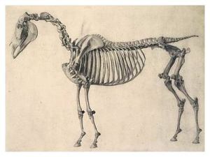 George Stubbs Skeleton of a Horse