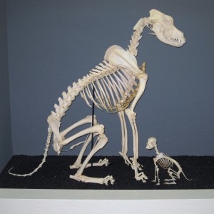 Great Dane and Chihuahua Skeletons