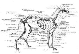 Skeletal Structure of a Greyhound