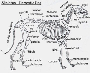 Skeletal Structure of the Domestic Dog