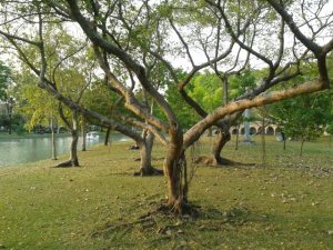 My chosen group of trees