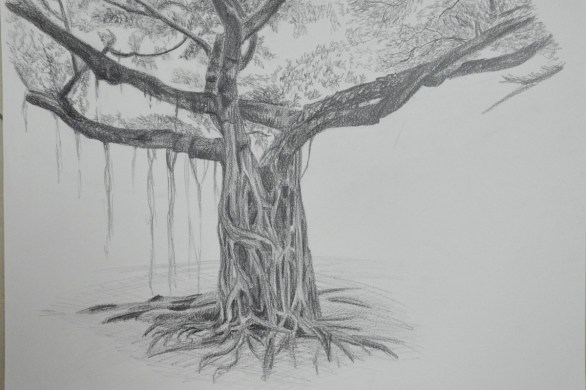 Larger Study of an Individual Tree