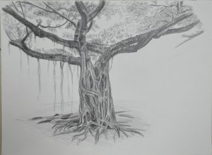 Larger Study of an Individual Tree