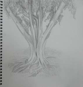 Sketching an Individual Tree 3rd Drawing