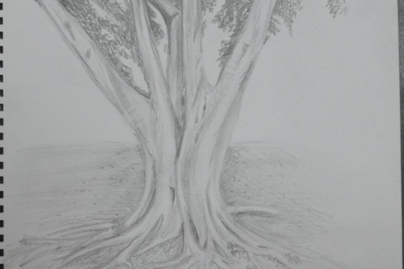 Sketching an Individual Tree 4th Drawing