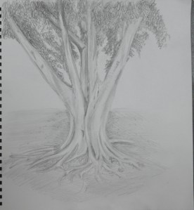 Sketching an Individual Tree 4th Drawing