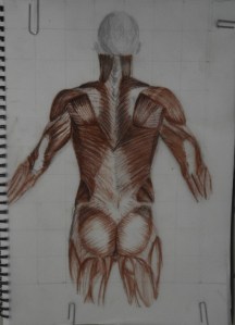 3 - Muscles, Conte Pencil on Tracing paper