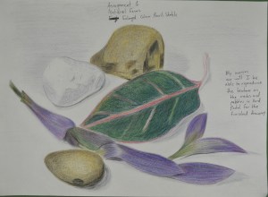 Assignment 1 - Natural Forms - A Study in Colour Pencil